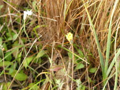 Orobanche picridis