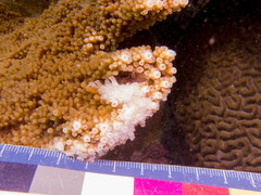 Domecia acanthophora