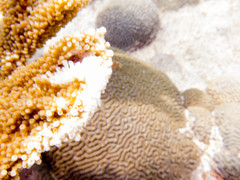 Domecia acanthophora