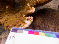 Domecia acanthophora