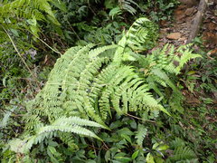 Dryopteris paleolata