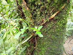 Lysionotus pauciflorus