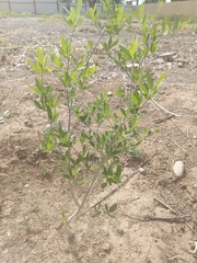 Forestiera pubescens pubescens