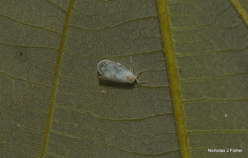 Levu vitiensis observed 2026-07-10