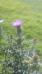 Cirsium