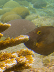 Cantherhines macrocerus