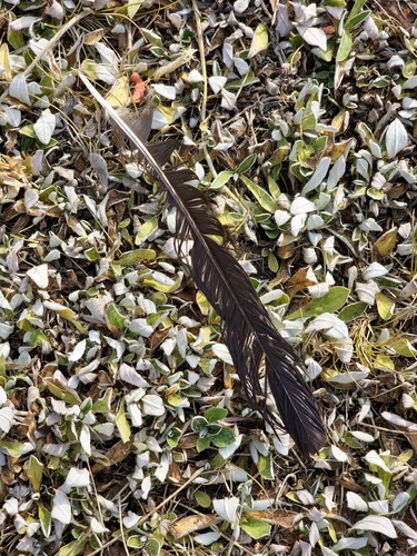 Plume de Corneille noire
