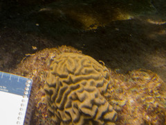 Pseudodiploria strigosa