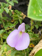 Canavalia lineata