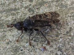 Boreothrinax maculipennis