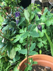 Aquilegia atrata