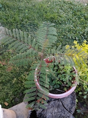 Jacaranda mimosifolia