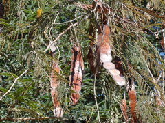 Anadenanthera colubrina cebil