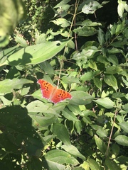 Polygonia interrogationis
