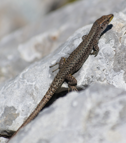 Prokletije Rock Lizard, Dinarolacerta montenegrina