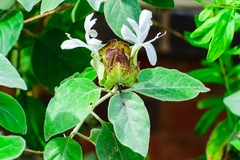Barleria albostellata