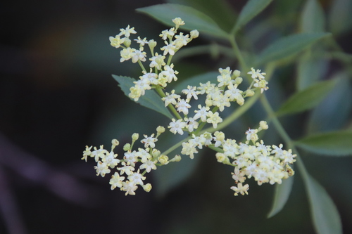 Blue elderberry (Sambucus cerulea)
