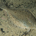 Flatfishes - Photo (c) Bernard Picton, some rights reserved (CC BY), uploaded by Bernard Picton