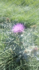 Cirsium