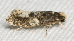 Monopis marginistrigella