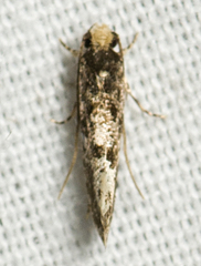 Monopis marginistrigella