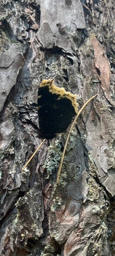 Mourning Cloak