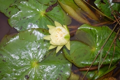 Nymphaea amazonum