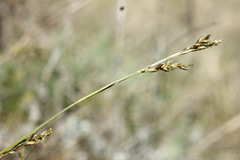 Carex pediformis