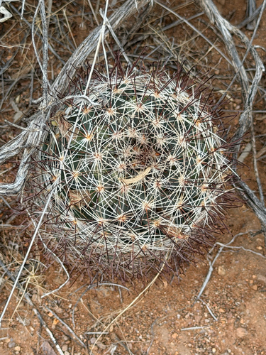 Cochemiea wrightii, photograph 4