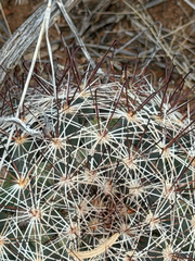 Cochemiea wrightii, photograph (c) CK2AZ, some rights reserved (CC BY)