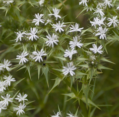 Drypis spinosa, photograph author not stated, no rights reserved