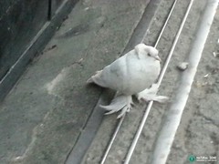 Columba livia domestica