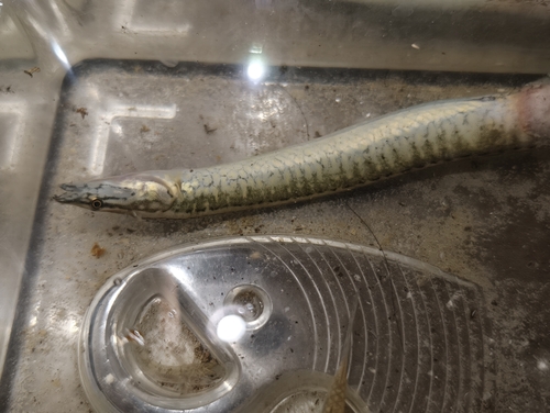 Chinese spiny eel (Sinobdella sinensis) — Mastacembelidae — 2