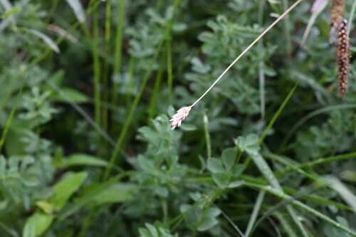 Sesleria caerulea, photograph 1