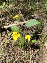 Viola nuttallii