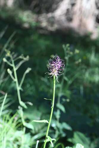 Phyteuma ovatum, photograph 4
