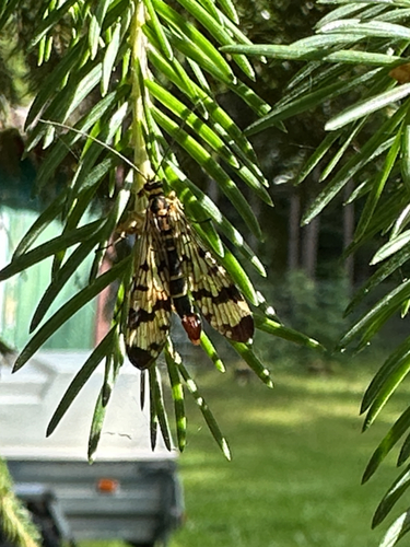 Common European Scorpionfly