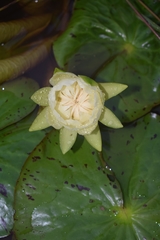 Nymphaea amazonum