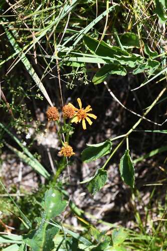Jacobaea abrotanifolia, photograph 2