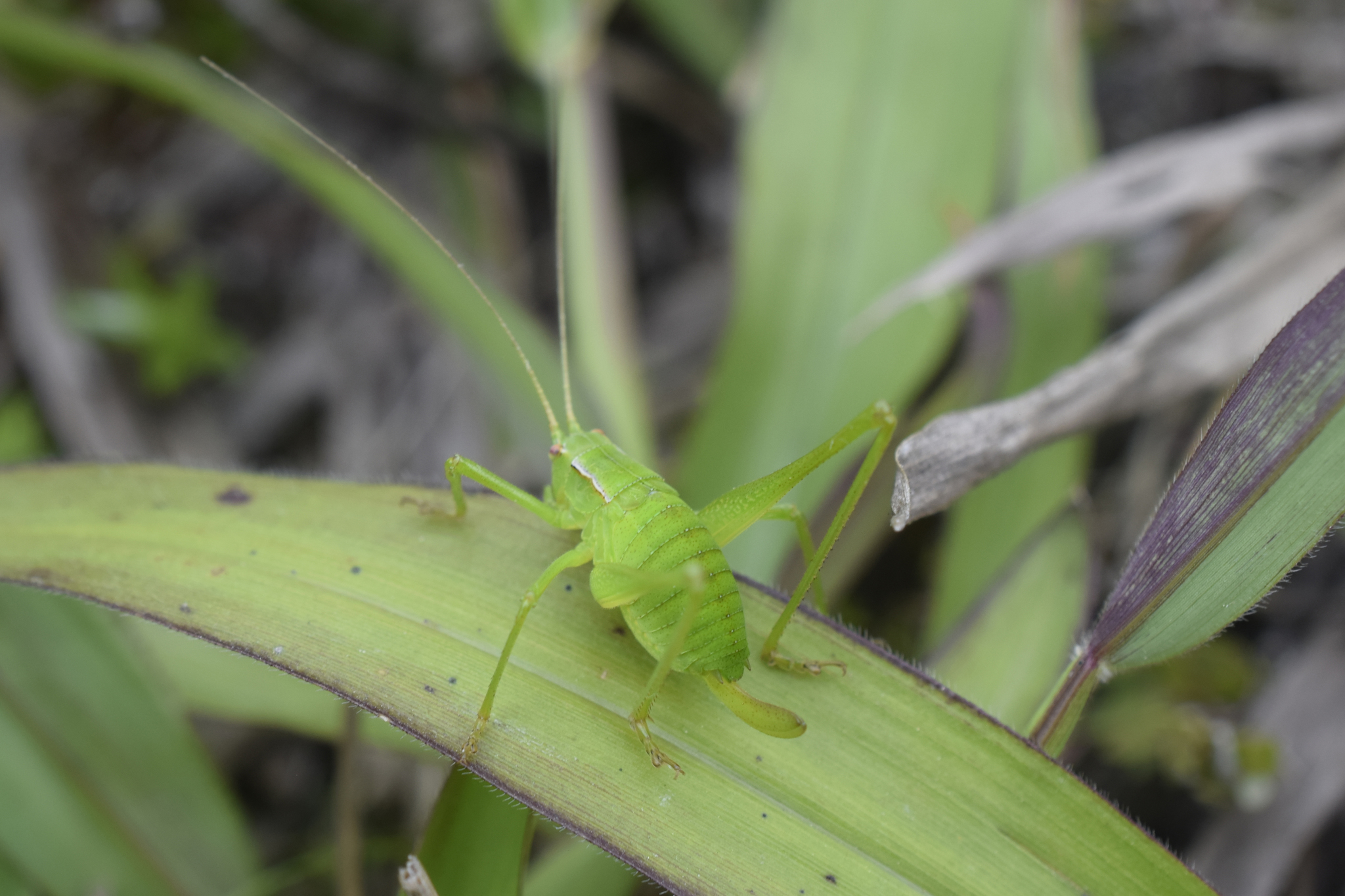 Cohnia andeana image