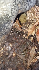 Paratrechina longicornis