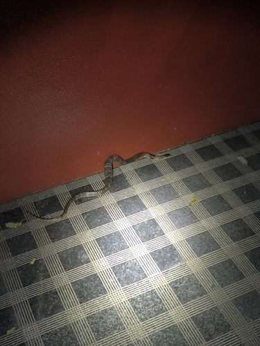 Chinese Cobra