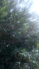 Barkleyanthus salicifolius