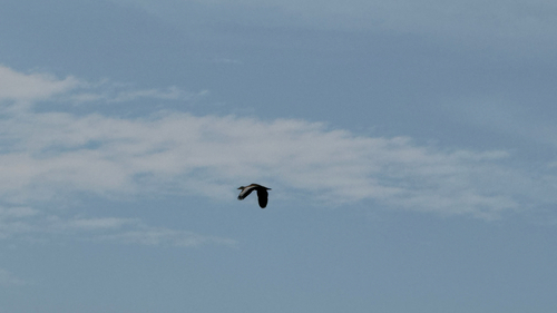 Black-bellied Whistling-Duck