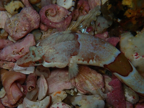 Deep-reef klipfish (Pavoclinus smalei) — Clinidae — 3