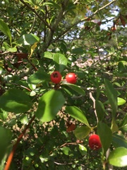 Crataegus opaca