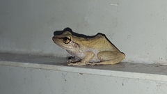 Eleutherodactylus coqui