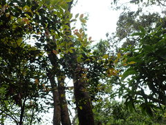 Syzygium elliptifolium