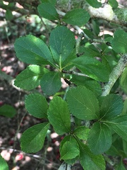 Crataegus opaca