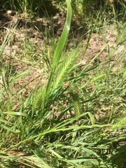 Australopyrum